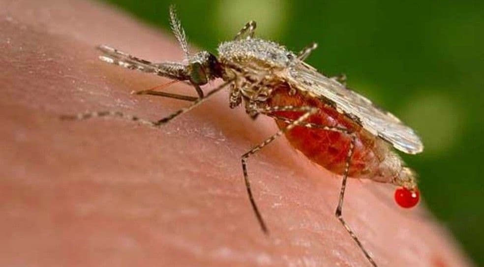 Morador de Conceição das Alagoas é diagnosticado com malária após retornar de trabalho na Angola