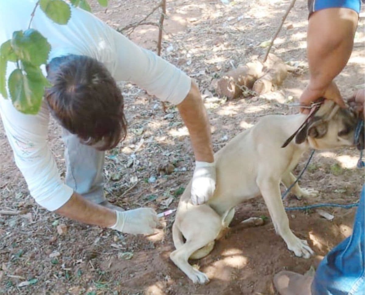 Começou a vacinação contra a raiva em cães e gatos