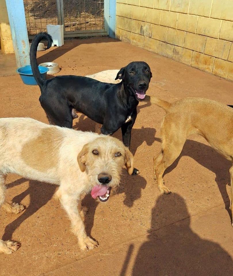 Prefeitura inicia campanha de doação de animais abandonados no Centro de Castração em Fronteira
