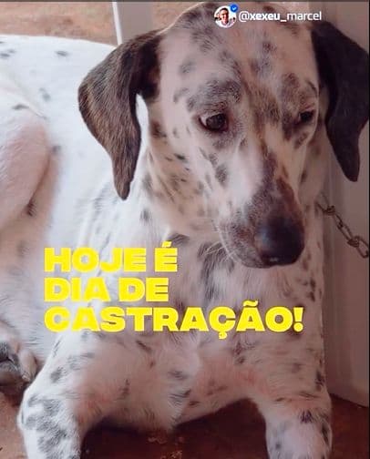 Mais de 1.000 animais já foram castrados durante a atual gestão do Prata