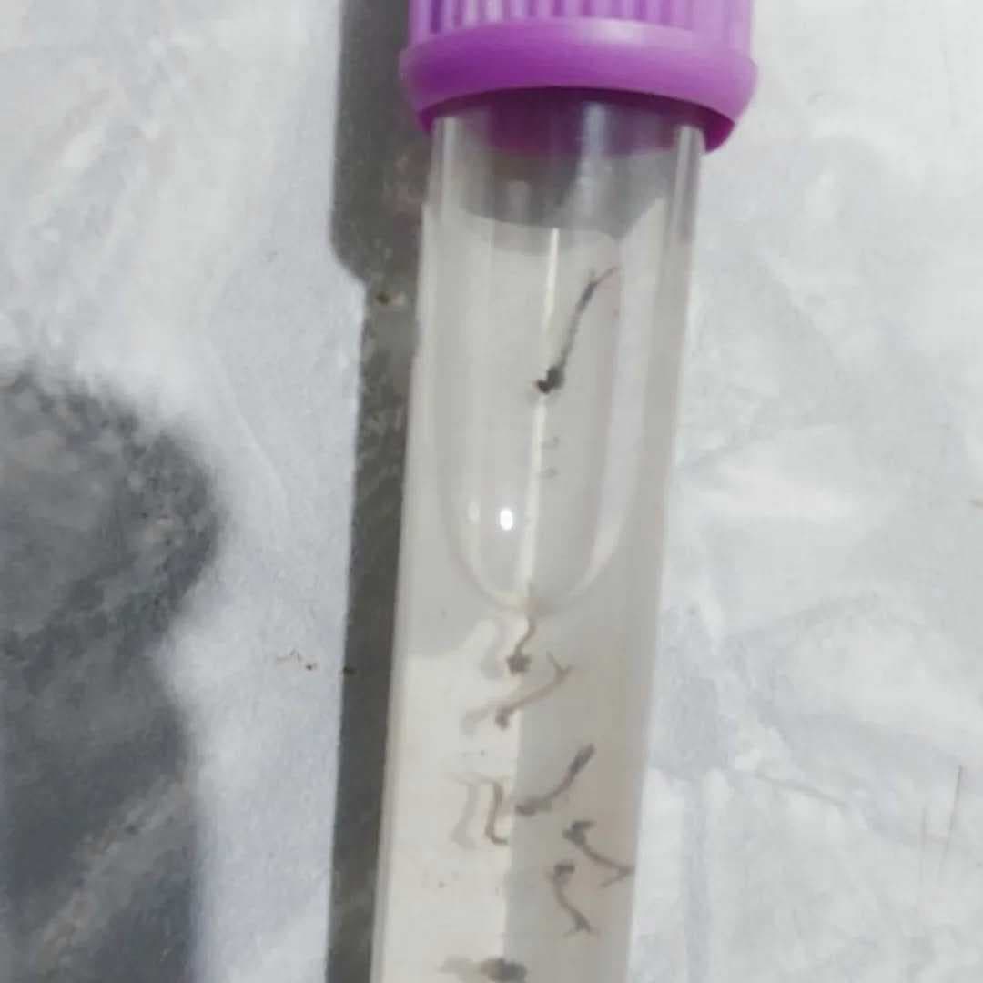 Frutal registra queda no índice de infestação do Aedes aegypti, mas alerta permanece