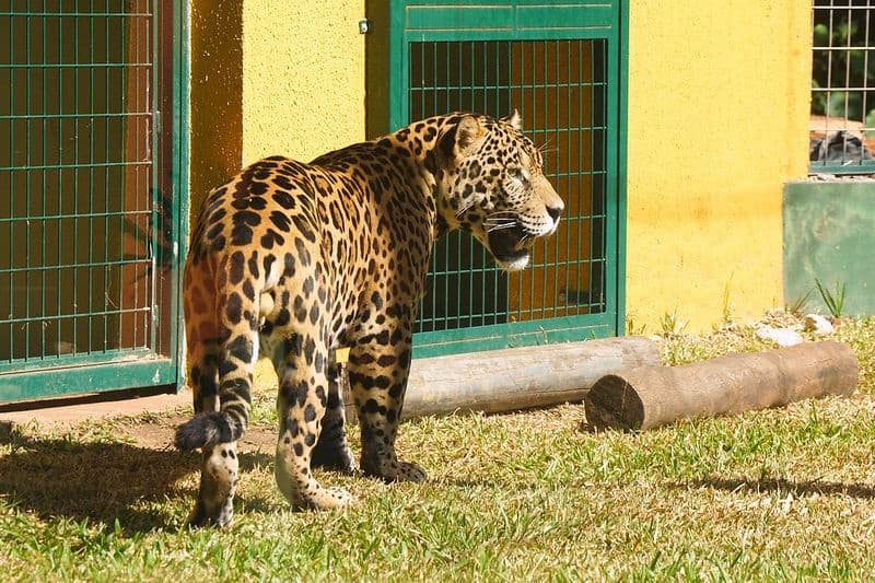 Funcionária do Zoo de Rio Preto é mordida por onça e passa por cirurgia