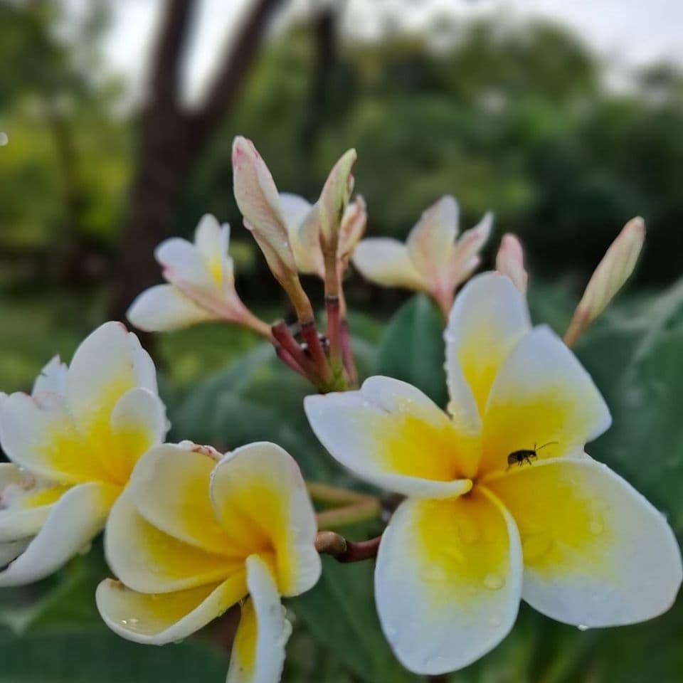 🌿 Descubra o EcoParque Municipal das Sucupiras: um convite à natureza em Frutal 🌿