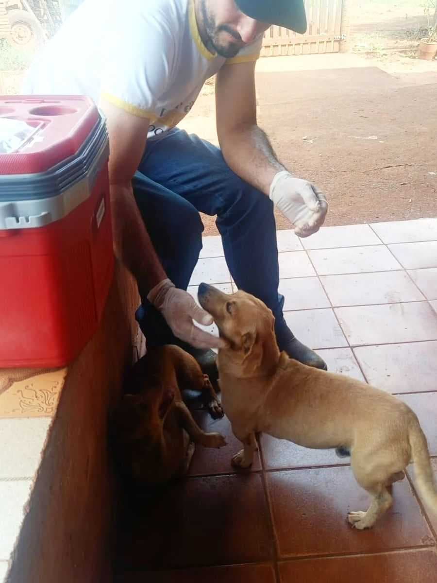 Campanha de Vacinação Antirrábica avança em Itapagipe e também atende animais da zona rural